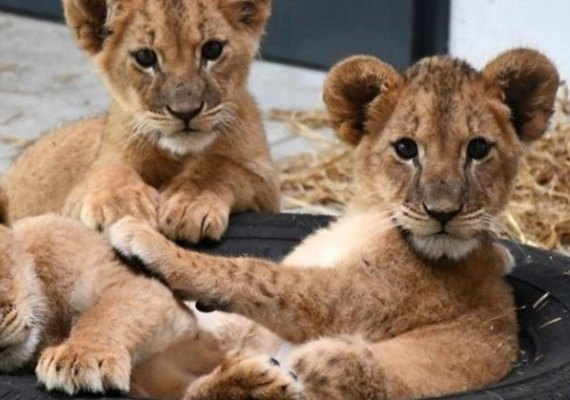 Filhotes de leão são resgatados após bombardeios na Ucrânia