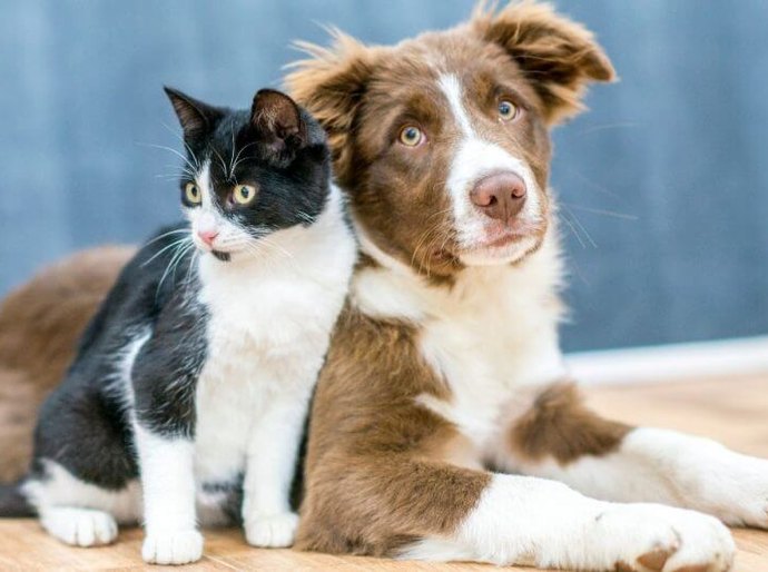 Durante sessão na ALE, projeto de lei proíbe tatuagens e piercings em cães e gatos
