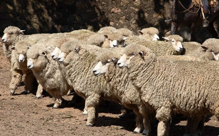 Nova lei concede a Sant’Ana do Livramento o título de Capital Nacional da Ovelha