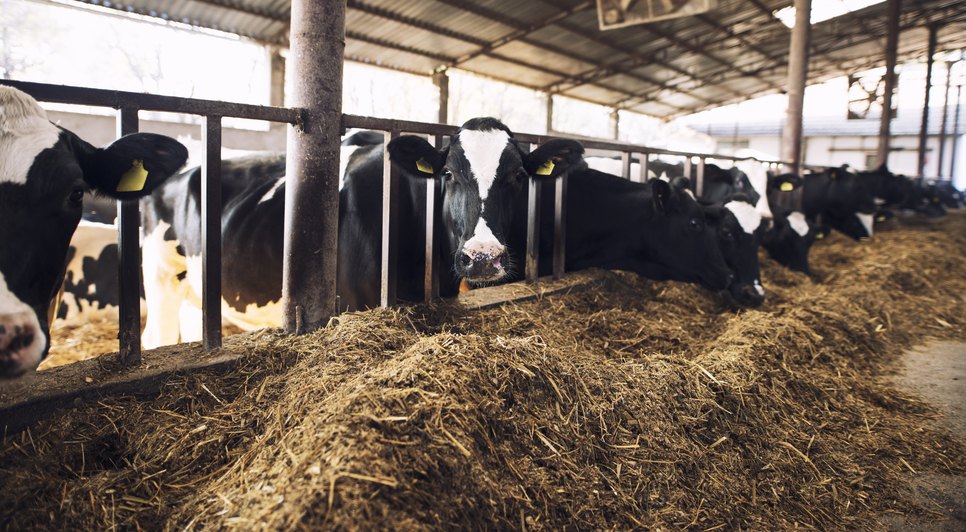 Sergipe promove capacitação e assistência financeira para criadores bovinos; saiba como receber benefício