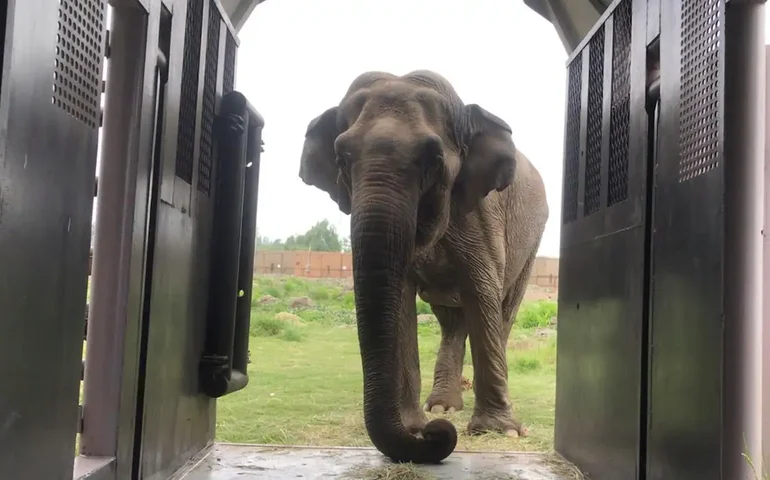 Após 5 dias de viagem, Pupy, elefante africana que vivia na Argentina, chega ao Brasil