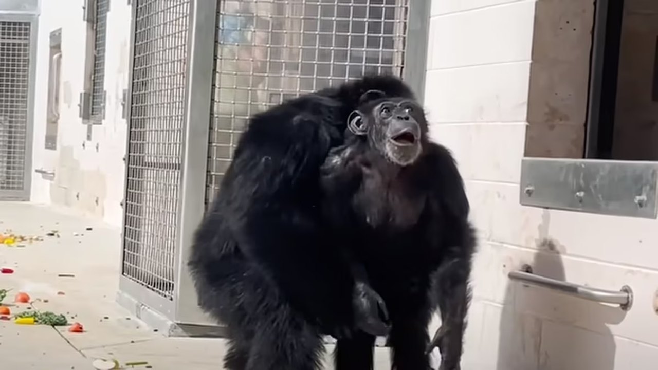 Chimpanzé que passou 28 anos confinada vê o céu pela primeira vez