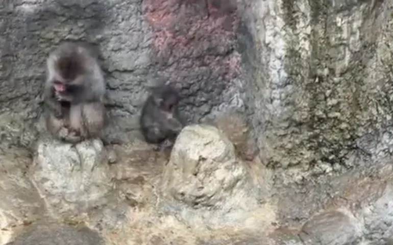 'Que fofo!': Punch imita macaco mais velho durante chuva