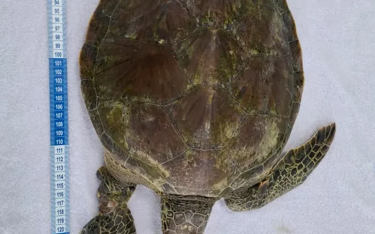 Tartaruga-verde é resgatada no Francês com nadadeira quase necrosada por lixo