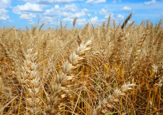 Conselho tem até 5 de abril para decidir sobre trigo transgênico