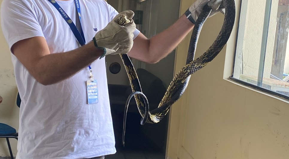 98cc487c924a751cb6291800e02fd910.jpeg / Foto: Colaborador da Adema com uma das cobras |Foto: assessoria de comunicação