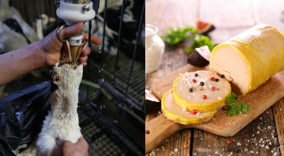 Técnica de produção do foie gras consiste na alimentação forçada para o aumento do fígado de aves