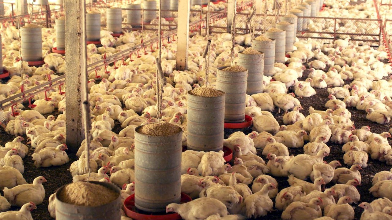 México retoma importação de produtos avícolas do Brasil, mas mantém restrição a SC