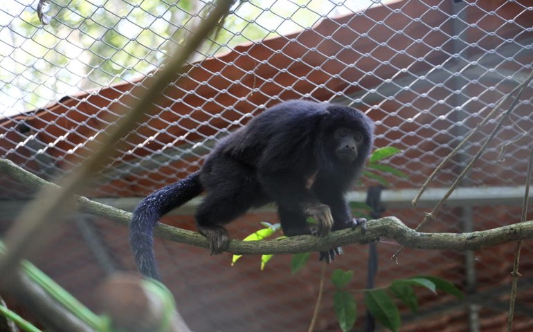 IMA participa de ação para garantir conservação do macaco-guariba-de-mãos-ruivas em Alagoas