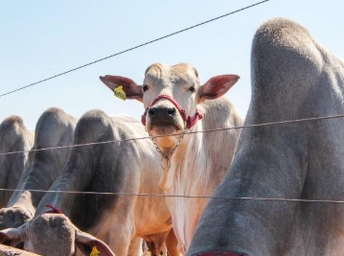 Belgo Arames leva tecnologia de monitoramento de gado e soluções em cercamento à Tecnoshow Comigo 2026