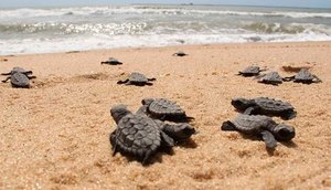 Projeto Tamar realiza soltura de tartarugas recém-nascidas em Aracaju nesta terça-feira