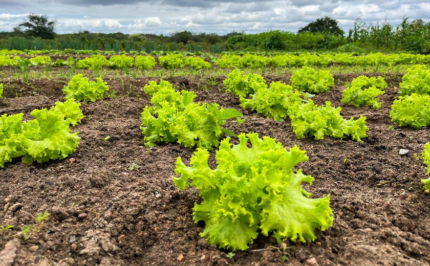 Governo fortalece programas e beneficia mais de 60 mil agricultores familiares em Alagoas