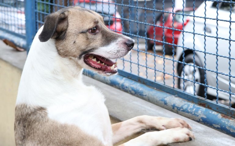 Milhões vulneráveis: os animais em risco no Brasil