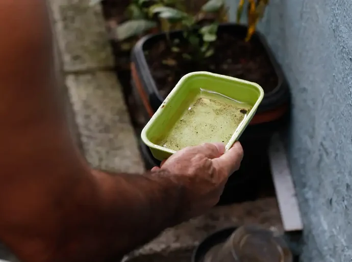 Chikungunya traz preocupações após uma década de presença no Brasil