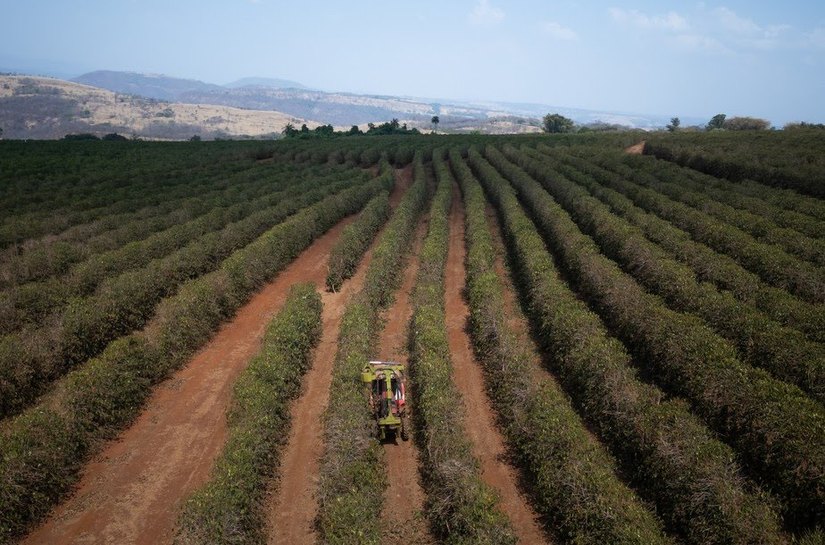 Exigências regulatórias da UE podem embarreirar pequenos cafeicultores