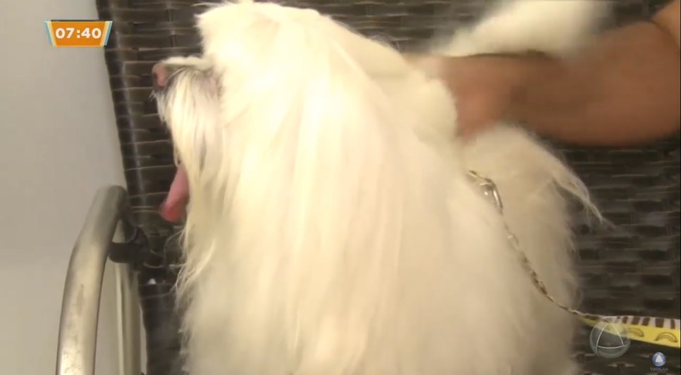 Bichinho de estimação