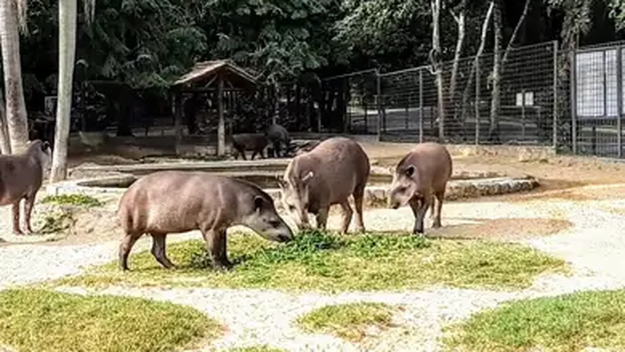 O amor está no ar: zoológico de Washington registra '1º flerte' de pandas