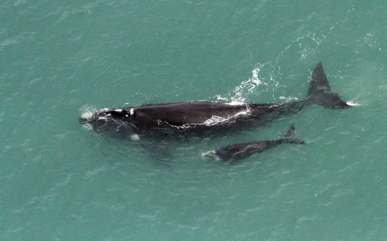 Baleia vista há mais de 3 décadas é encontrada com vida, mas morre encalhada nos EUA
