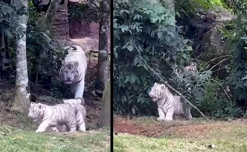Três raros tigres brancos nascem em zoológico de Cotia, em São Paulo