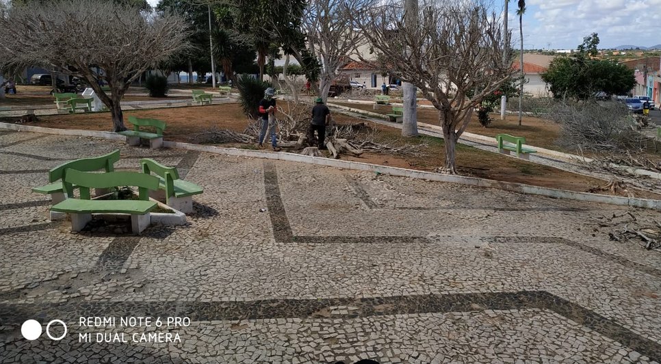 MORTANDADE DAS ÁRVORES CARIRA / Foto: Arquivo pessoal