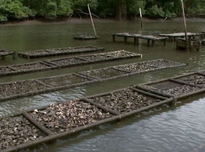 Alagoas vai sediar seminário e curso internacional de Ostras em novembro