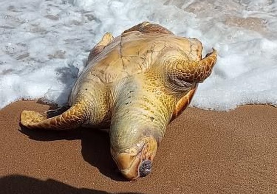 Animal em risco de extinção é encontrado morto em Jacarecica