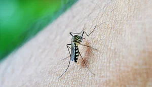mosquito / Foto: Foto: Nuzeee/Pixabay