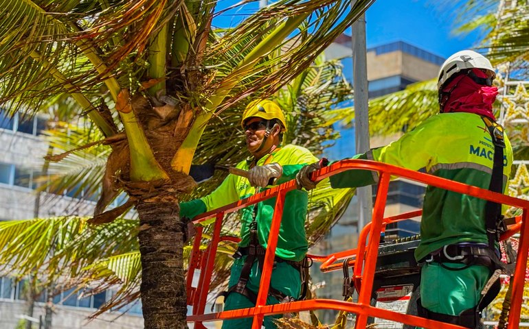 Alurb intensifica limpeza e poda de coqueiros na orla marítima