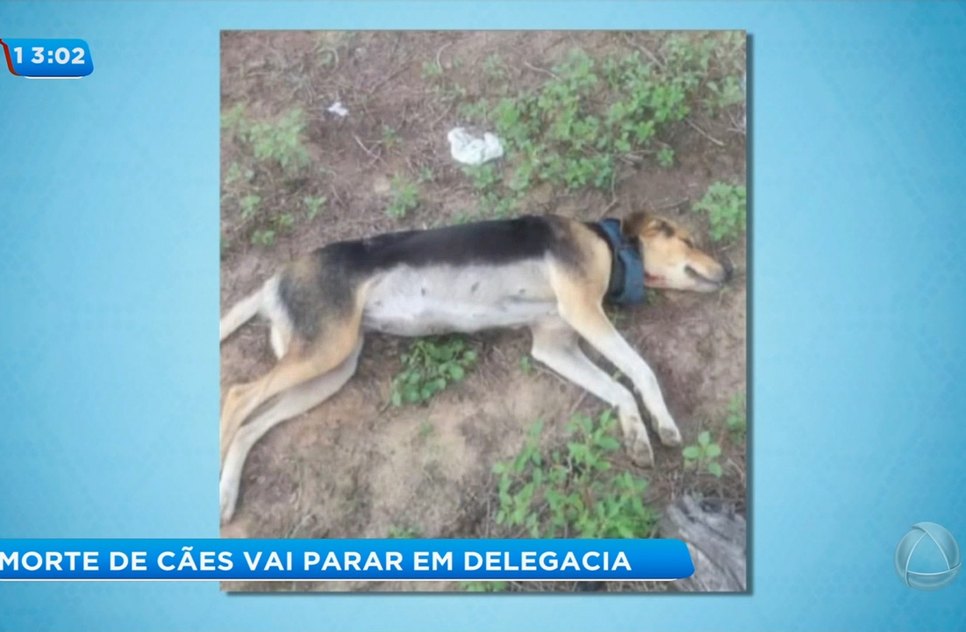 Cão morto
