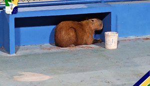 capivara pm / Foto: Foto: PM/SE