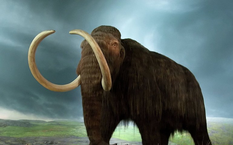 Desenterram em Nova York maxilar e fragmento de costela de mastodonte (FOTOS)