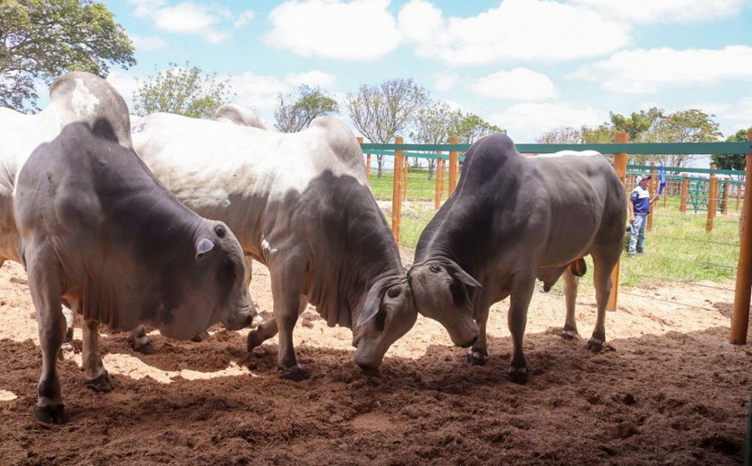 Mega Touros da SMP bate recorde e fatura mais de R$ 2,6 milhões em vendas