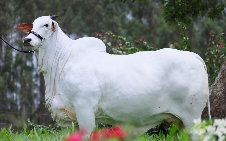 Carina FIV do Kado, a vaca recordista mundial de valorização: R$ 24 milhões