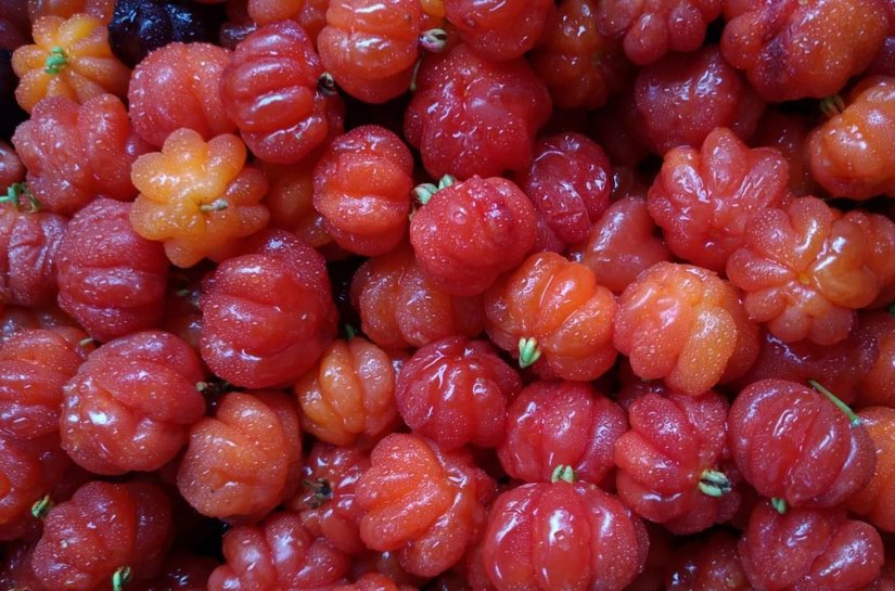 Feira Orgânica da Semarh comercializa produtos sem agrotóxicos