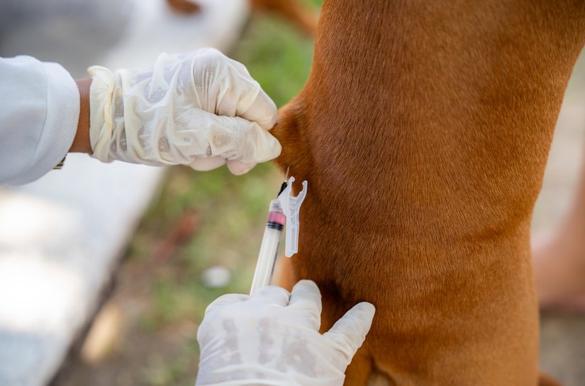 Prefeitura de Maceió realiza 2º dia de vacinação antirrábica neste sábado