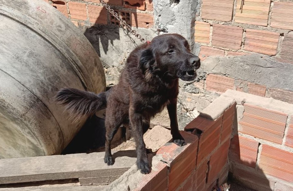 resgate-cachorro-sm