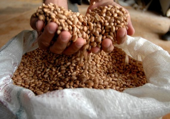 Retração nas compras e estoques elevados pressionam preços do feijão