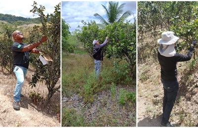 AL assegura a manutenção do status sanitário de área sem ocorrência de Cancro Cítrico