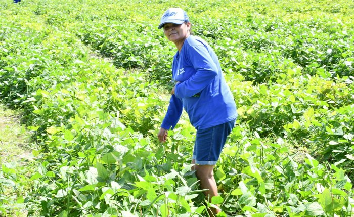 Programa garante acesso a áreas de renovação da cana-de-açúcar para o plantio de feijão, além da oferta de sementes e assistência técnica