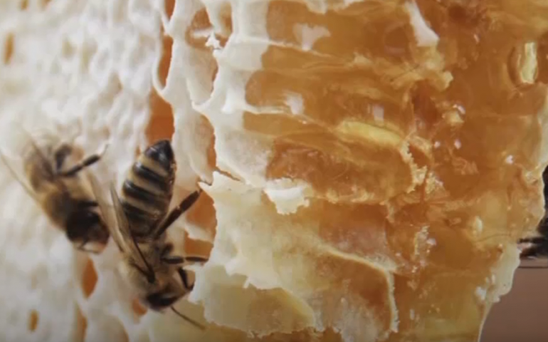 [VÍDEO] Mel orgânico do Uganda já é consumido na Europa