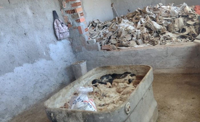Fiscalização descobre local onde ocorria abate clandestino de animais para o comércio de carnes 