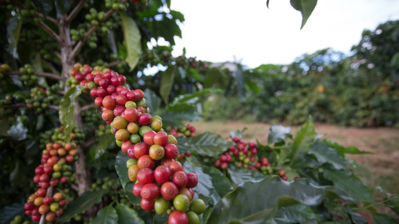 Cafeicultores se preparam para onda de frio