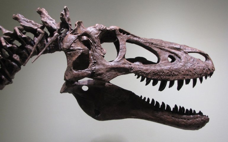 Cientistas descobrem nova espécie de tiranossauro que viveu há 86 milhões de anos (FOTOS)
