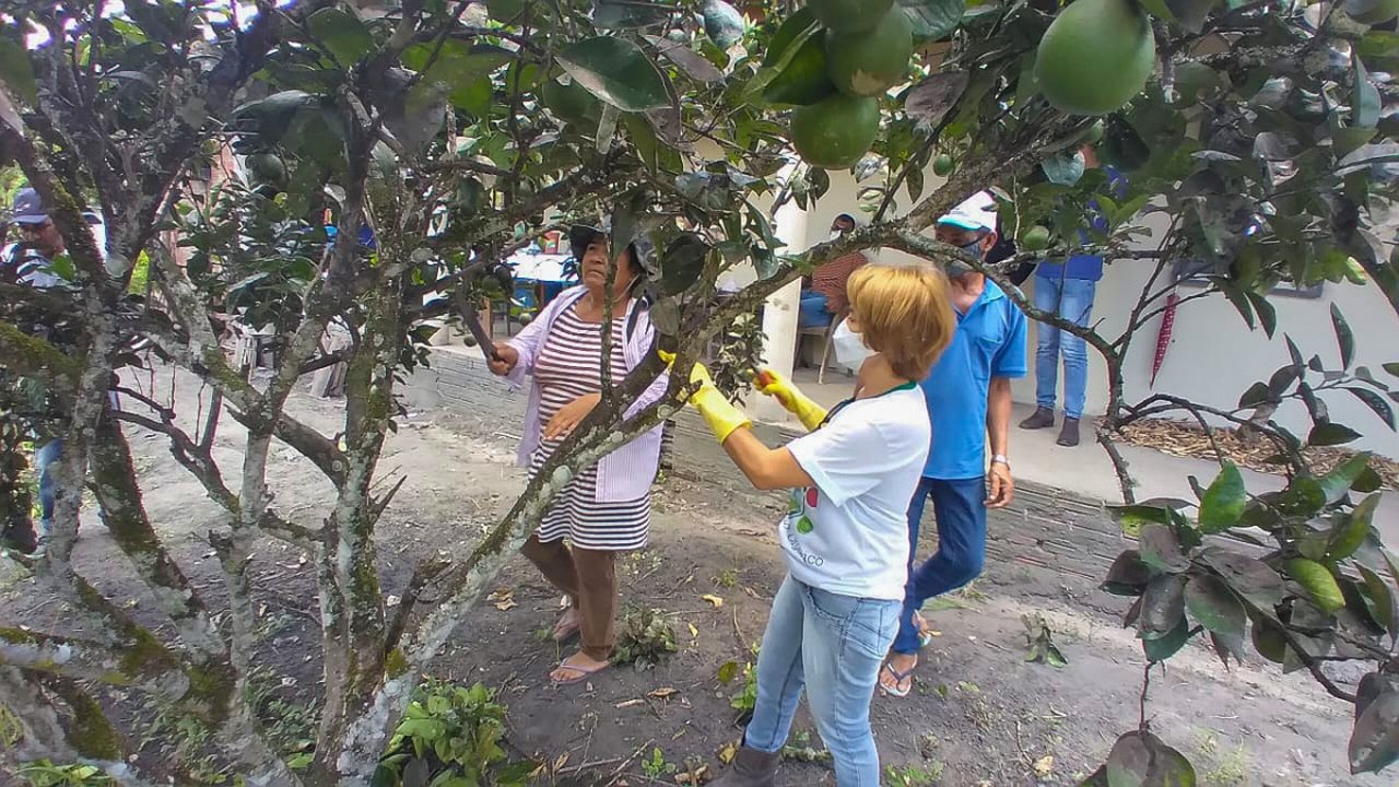 Emater realiza oficina com práticas agroecológicas para o controle da mosca negra dos citros