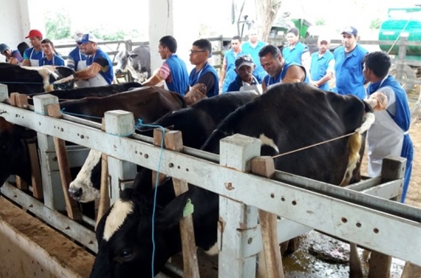 Expo Bacia Leiteira oferece curso de inseminação artificial de bovinos