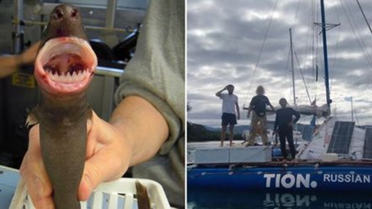 Catamarã inflável afunda após ser atacado por tubarões-charuto na Austrália