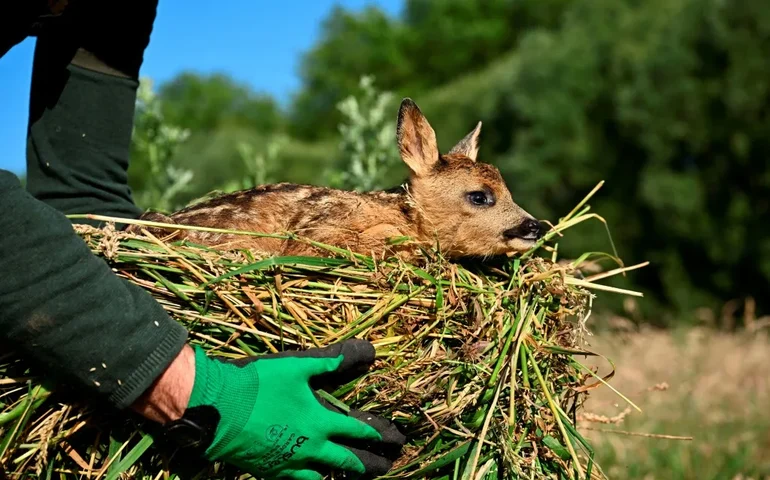Conheça a 'Salve o Bambi', uma campanha na Bélgica que resgata cervos filhotes em perigo