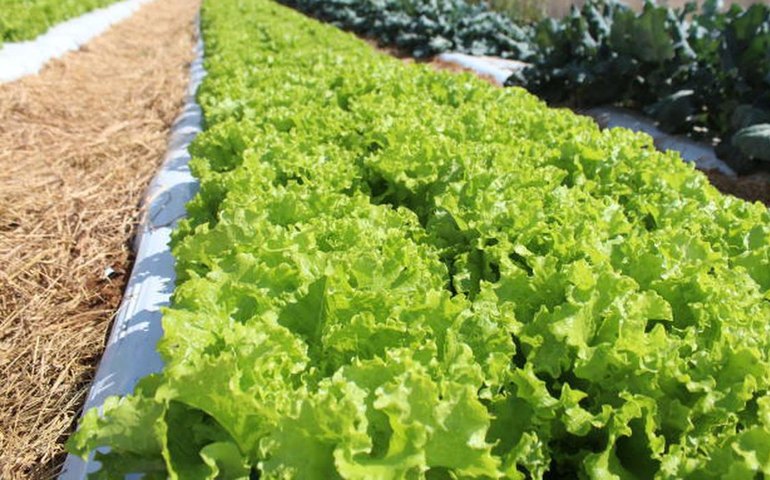 Embrapa inaugura Unidade Mista de Pesquisa e Inovação em Mato Grosso