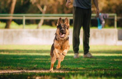 Artrite e artrose também afetam os pets: entenda o problema e saiba como tratar