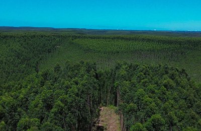 Alagoas expandiu as áreas de florestas plantadas com eucalipto na última década